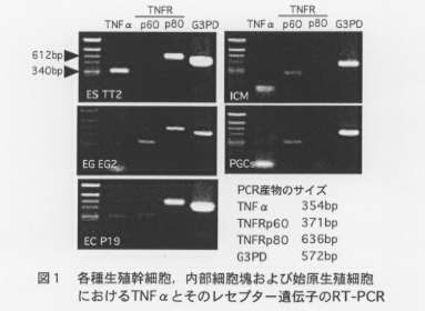 図1.各種生殖幹細胞、内部細胞塊および始原生殖細胞におけるTNFαとそのレセプター遺伝子のRT-PCR