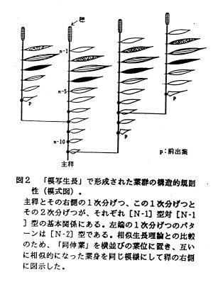 図2.「模写生長」で形成された葉群の構造的規則性(模式図)