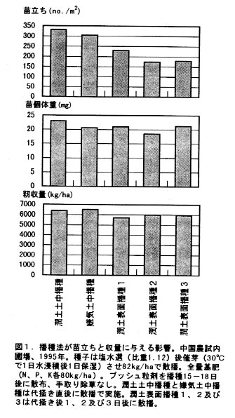 図1.播種法が苗立ちと収量の影響。