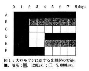 図1.大豆モヤシに対する光照射の方法。