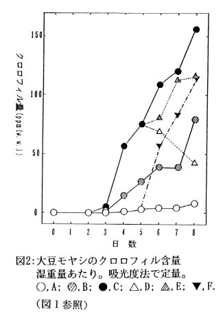 図2.大豆モヤシのクロロフィル含量湿重量あたり。