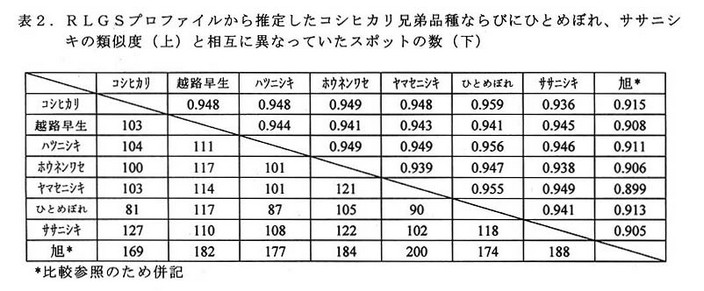 表2 RLGSプロファイルから推定したコシヒカリ兄弟品種並びにひとめぼれ、ササニシキの類似度(上)と相互に異なっていたスポットの数(下)