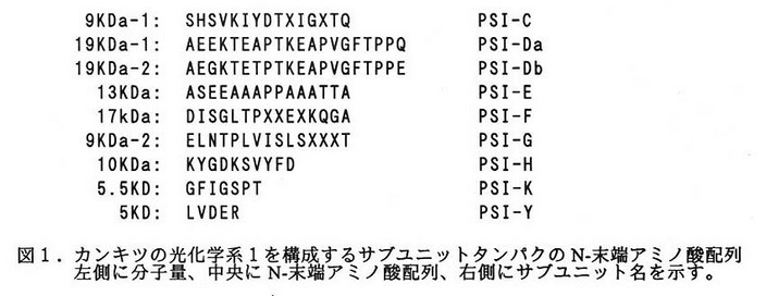 図1 カンキツの光化学系1を構成するサブユニットタンパクのN-末端アミノ酸配列