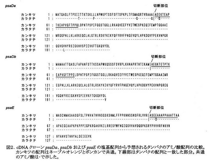図2 cDNAクローンpsaDa、psaDbおよびPsaEの塩基配列から予想される蛋白のアミノ酸配列の比較
