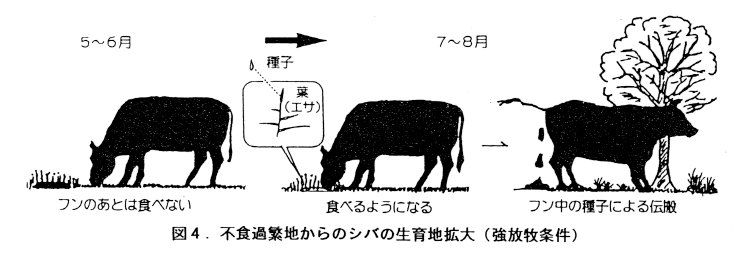 図4.不食過繁地からのシバの生育地拡大(強放牧条件)