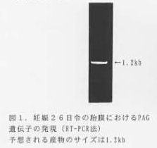 図1.妊娠26日令の胎膜におけるPAG遺伝子の発現