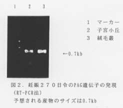 図2.妊娠270日令のPAG遺伝心の発現