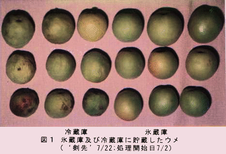 図1 氷蔵庫及び冷蔵庫に貯蔵したウメ