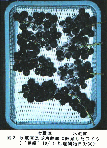 図3 氷蔵庫及び冷蔵庫に貯蔵したブドウ
