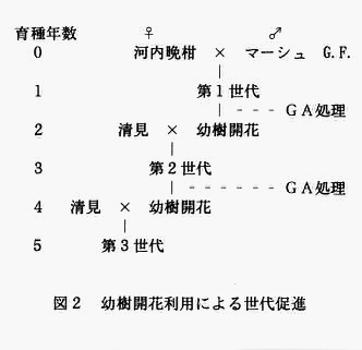 図2 幼樹開花利用による世代促進