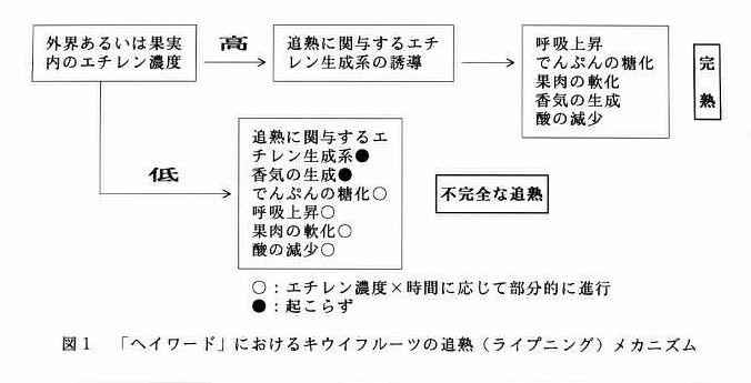 図1 「ヘイワード」におけるキウイフルーツの追熟(ライプニング)メカニズム