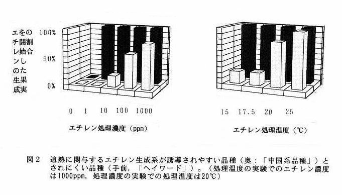 図2 追熟に関与するエチレン生成系が誘導されやすい品種