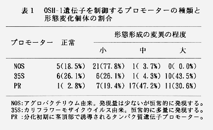 表1 OSH-1遺伝子を制御するプロモーターの種類と形態変化個体の割合