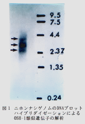 図1 ニホンナシゲノムのDNAブロットハイブリダイゼーションによるOSH-1類似遺伝子の解析