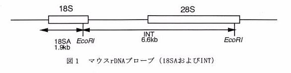 図1 マウスrDNAプローブ