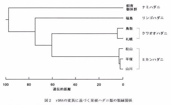 図2 rDNAの変異に基づく果樹ハダニ類の類縁関係