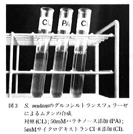 図3 S.mutansのグルコシルトランスフェラーぜによるムタンの合成