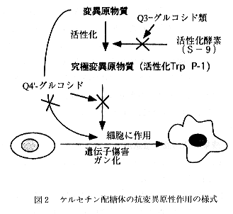 図2 ケルセチン配糖体の抗変異原性作用の様式