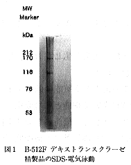 図1 B-512F デキストランスクラーゼ精製品のSDS-電気泳動
