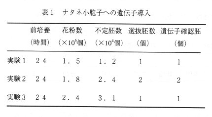 表1 ナタネ小胞子への遺伝子導入