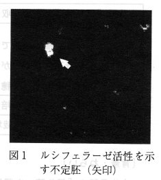 図1 ルシフェラーゼ活性を示す不定胚