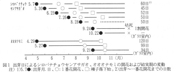 図1 出芽日によるシロバナチョウセンアサガオ、オオオナモミの開花および結実期の変更