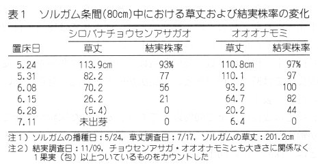 表1 ソルガム条間における草丈及び結実株率の変化