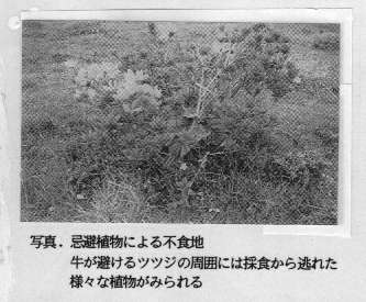 写真 忌避植物による不食地