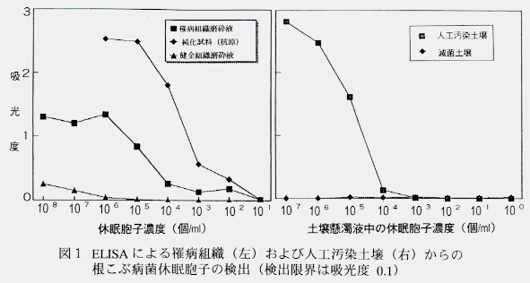 図1.ELISAによる罹病組織(左)および人工汚染土壌(右)からの根こぶ病菌休眠胞子の検出