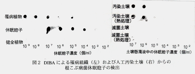図2.DIBAによる罹病組織(左)および人工汚染土壌(右)からの根こぶ病菌休眠胞子の検出