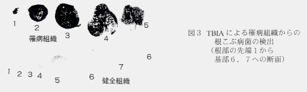 図3.TBIAによる罹病組織からの根こぶ病菌の検出