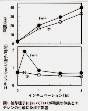 図1.催芽種子においてFe++が鞘葉の伸長とエチレンの生成に及ぼす影響