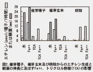 図2.催芽種子、催芽玄米及び籾殻からのエチレン生成と鞘葉の伸長に及ぼすFe++、トリクロル酢酸(TCA)の影響