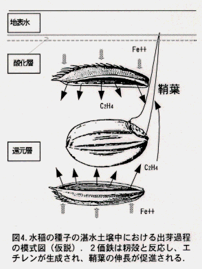 図4.水稲の種子の湛水土壌中における出芽過程の模式図(仮説)。