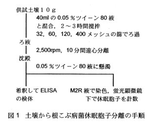 図1.土壌から根こぶ病菌休眠胞子分離の手順