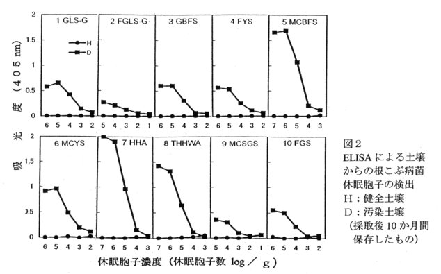 図2.ELISAによる土壌からの根こぶ病菌休眠胞子の検出