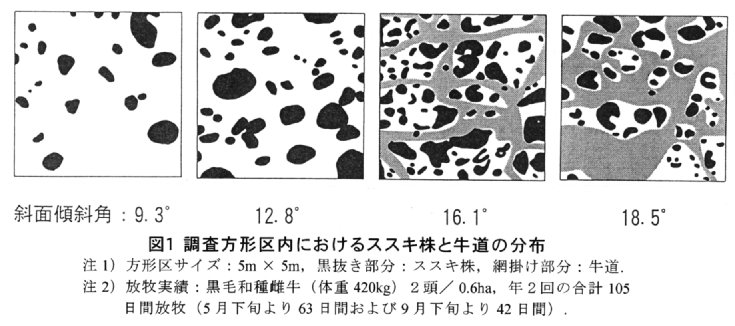 図1.調査方形区内におけるススキ株と牛道の分布