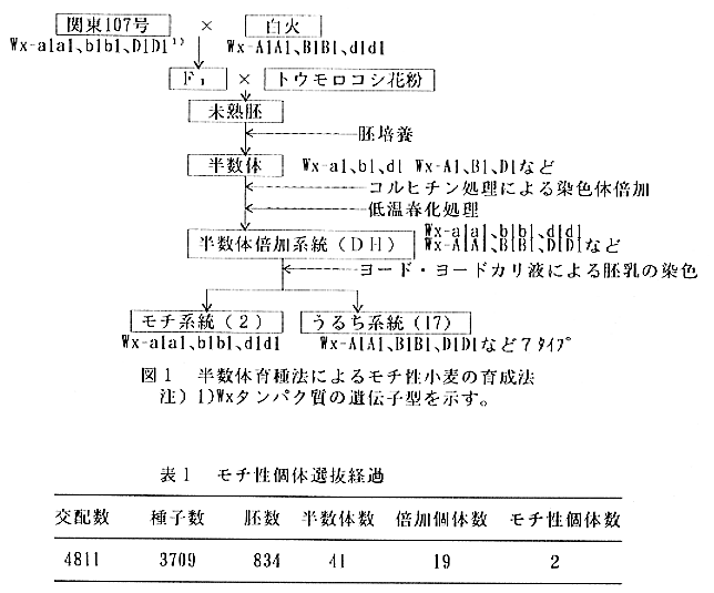 図1.半数体育種法によるモチ性小麦の育成法、表1.モチ性個体選抜経過