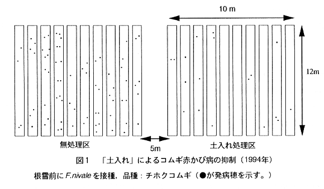 図1.「土入れ」によるコムギ赤かび病の抑制(1994年)