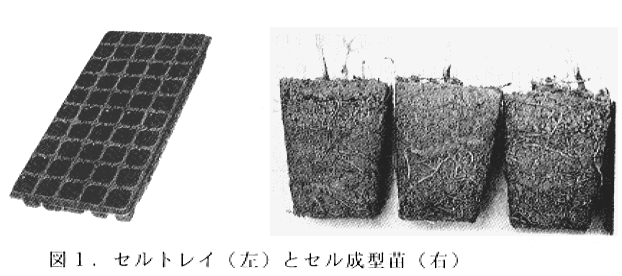 図1.セルトレイ(左)とセル成型苗(右)