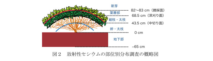 図2 放射性セシウムの部位別分布調査の概略図