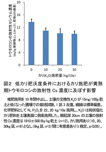 図2 低カリ肥沃度条件におけるカリ施肥が黄熟期トウモロコシの放射性Cs濃度に及ぼす影響