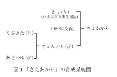 図1 「さえあかり」の育成系統図