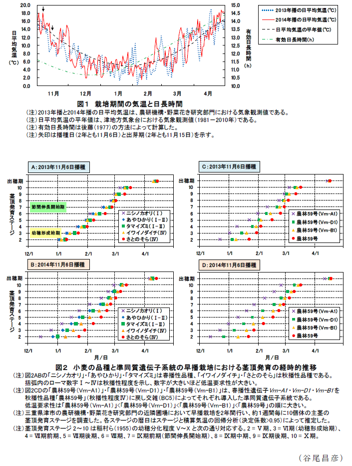 図1 栽培期間の気温と日長時間;図2 小麦の品種と準同質遺伝子系統の早播栽培における茎頂発育の経時的推移