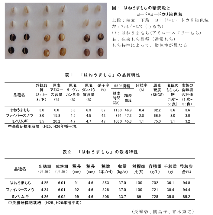 図1 はねうまもちの精麦粒とヨード=ヨードカリ染色粒?表1 「はねうまもち」の品質特性?表2 「はねうまもち」の栽培特性