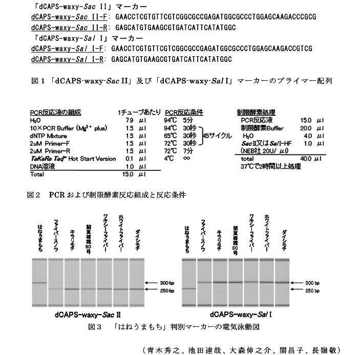 図1「dCAPS-waxy-Sac II」及び「dCAPS-waxy-Sal I」マーカーのプライマー配列?図2 PCRおよび制限酵素反応組成と反応条件?図3 「はねうまもち」判別マーカーの電気泳動図