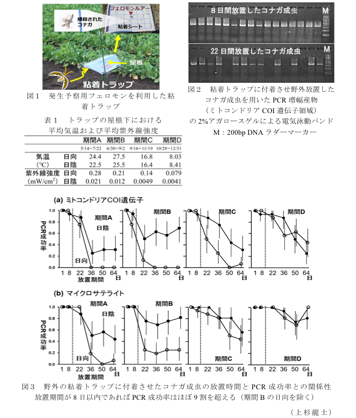 図1 発生予察用フェロモンを利用した粘着トラップ?図2 粘着トラップに付着させ野外放置したコナガ成虫を用いたPCR増幅産物 (ミトコンドリア COI 遺伝子領域)の2%アガロースゲルによる電気泳動バンド?表1 トラップの屋根下における平均気温および平均紫外線強度?図3 野外の粘着トラップに付着させたコナガ成虫の放置時間とPCR成功率との関係性