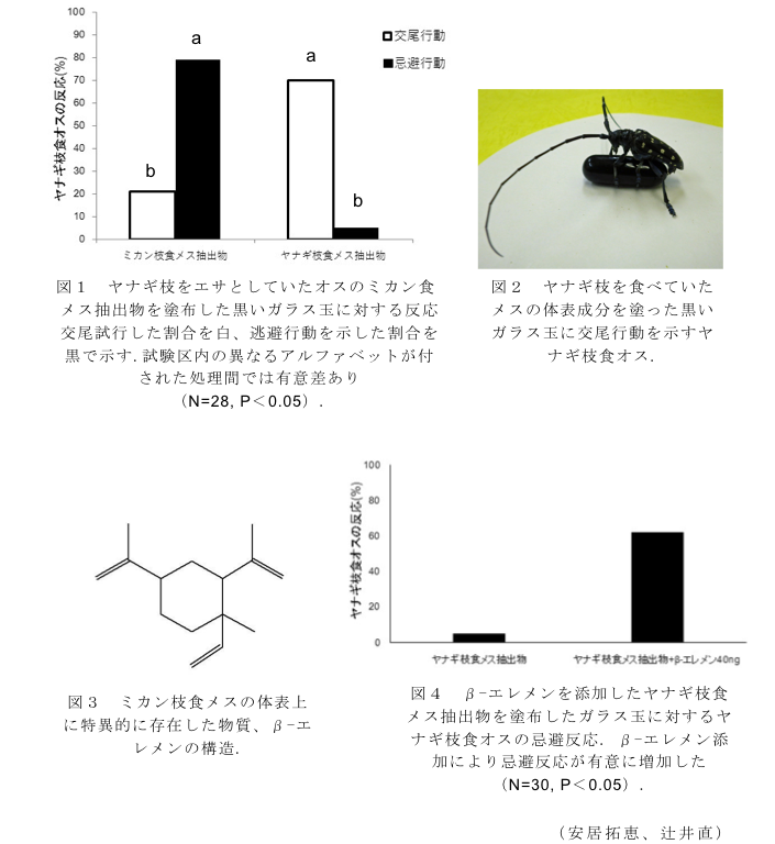 図1 ヤナギ枝をエサとしていたオスのミカン食メス抽出物を塗布した黒いガラス玉に対する反応 交尾試行した割合を白、逃避行動を示した割合を黒で示す.;図2 ヤナギ枝を食べていたメスの体表成分を塗った黒いガラス玉に交尾行動を示すヤナギ枝食オス.;図3 ミカン枝食メスの体表上に特異的に存在した物質、β-エレメンの構造.;図4 β-エレメンを添加したヤナギ枝食メス抽出物を塗布したガラス玉に対するヤナギ枝食オスの忌避反応.