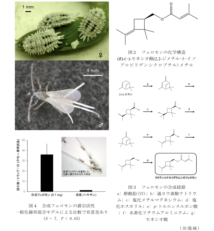 図2 フェロモンの化学構造 (R)-(?)-セネシオ酸(2,2-ジメチル-3-イソプリデンシクロプチル)メチル?図3 フェロモンの合成経路?図4 合成フェロモンの誘引活性