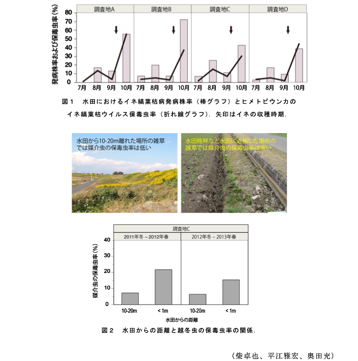 図1 水田におけるイネ縞葉枯病発病株率(棒グラフ)とヒメトビウンカのイネ縞葉枯ウイルス保毒虫率(折れ線グラフ).矢印はイネの収穫時期.?図2 水田からの距離と越冬虫の保毒虫率の関係.
